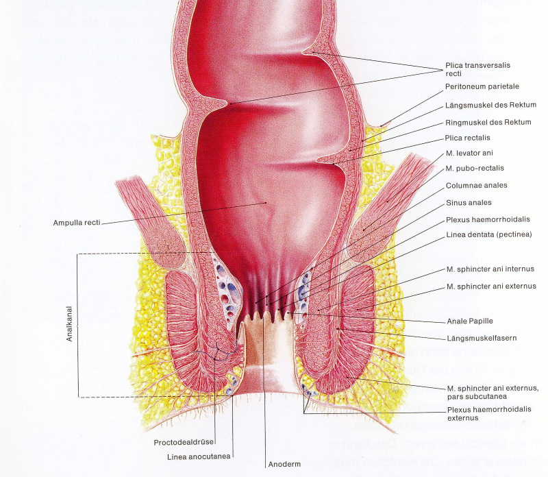 Anal Crypt 49
